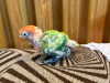 Tame Size Baby Lovebird